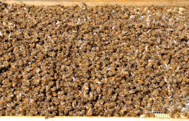 Dead bees on the bottom board