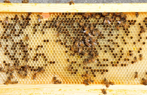 Comb with bees in the cells