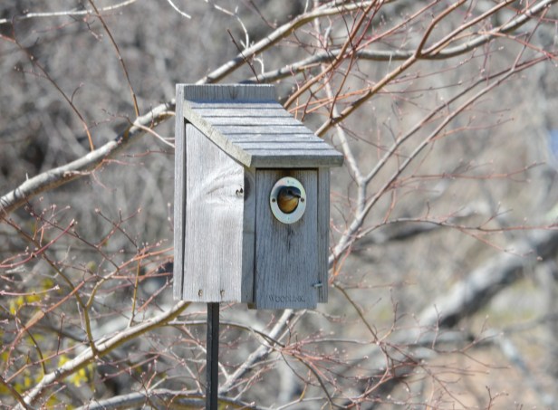 She's keeping them warm.