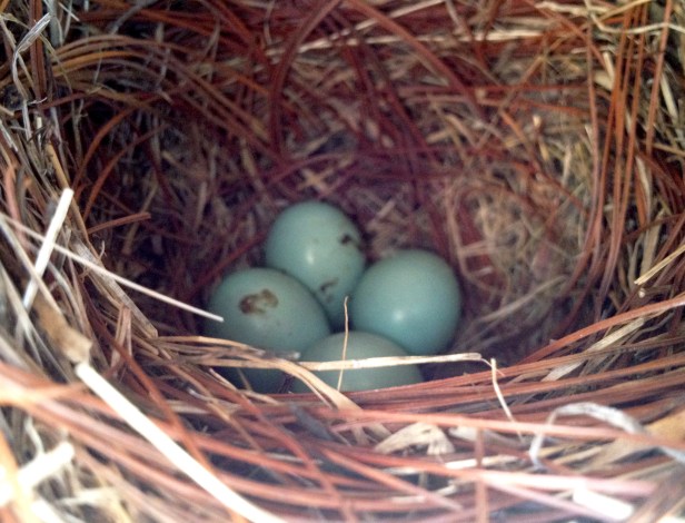 Four beautiful blue eggs. Image taken with an iPhone.