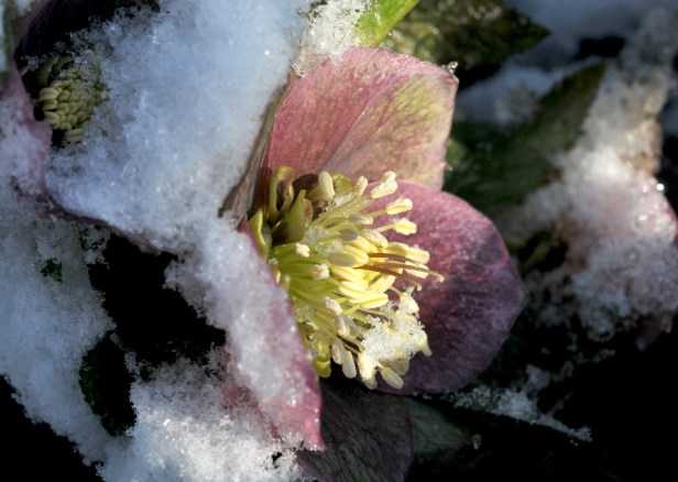 Helleborus half buried under the snow