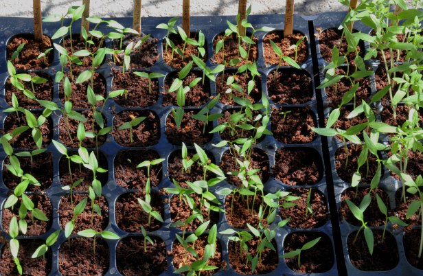 Chili pepper and tomato seedlings getting some sun outside in a warm day