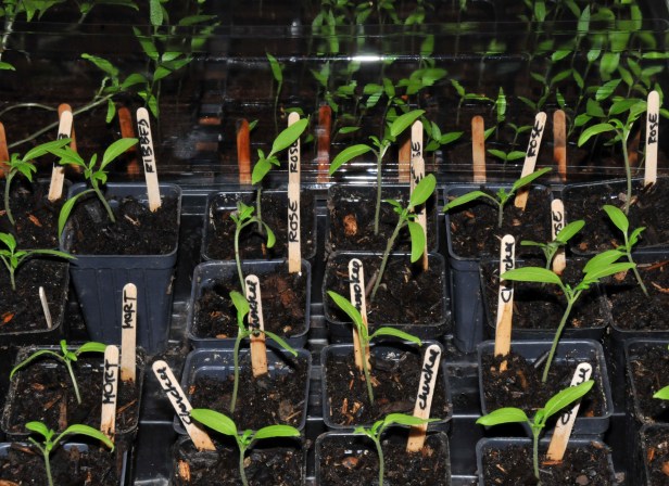 Tomato seedlings are in their own space and chili pepper seedlings still under the dome