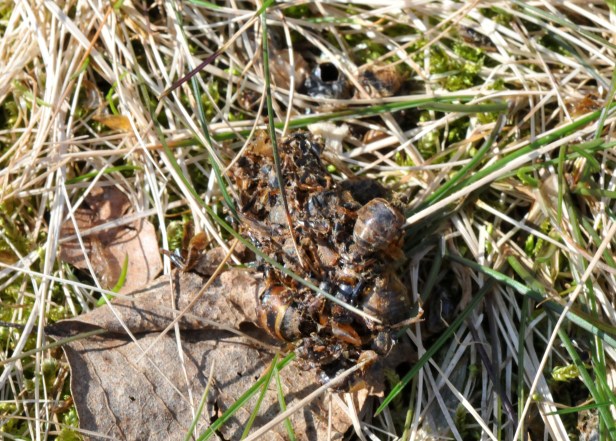 One of the calling cards the skunk left in front of the hive