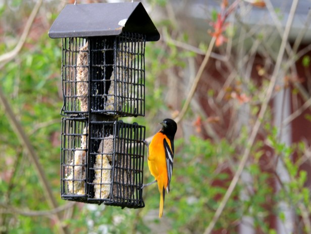 A male Baltimore Oriole at the suet