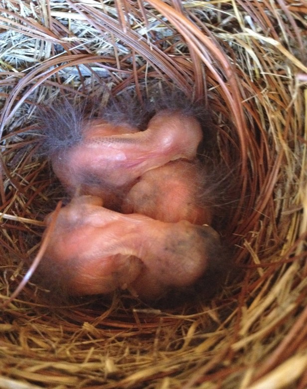 Baby Bluebirds on May 4