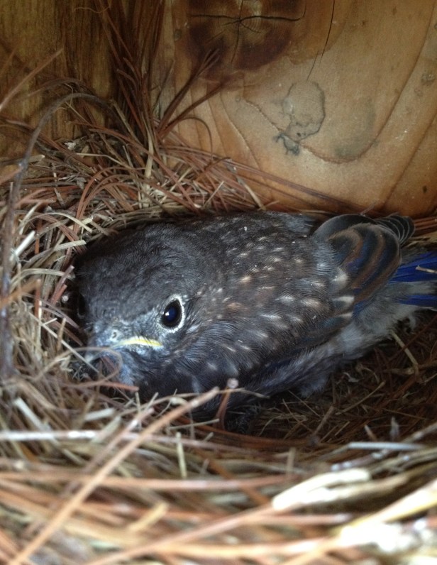 The last of the brood, though he took off later that afternoon