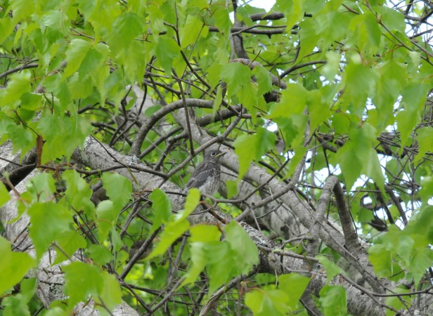 A young Bluebird learns to fly