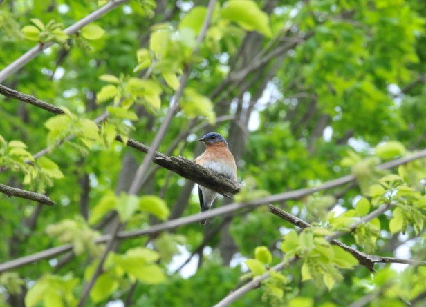 One of the parents, the male I guess, keeping an eye on the fledging chick