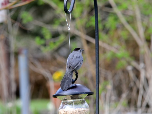 Gray Catbird
