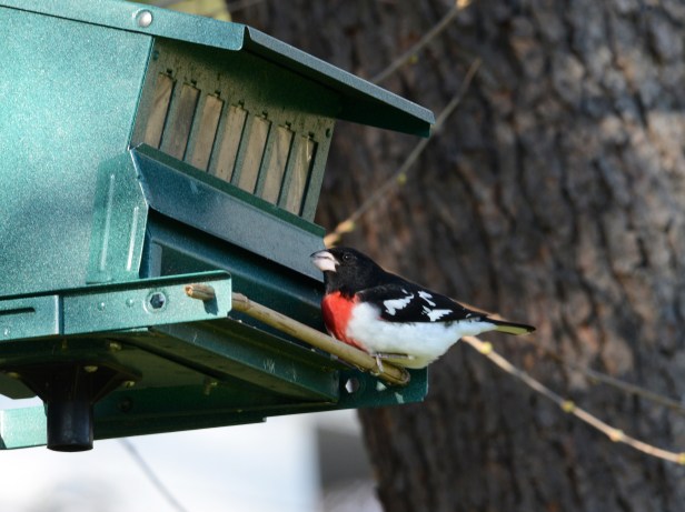 A male Rose-breasted Grosbeak packing up on seeds