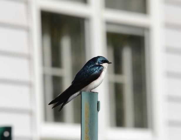 A Tree Swallow sunbathing