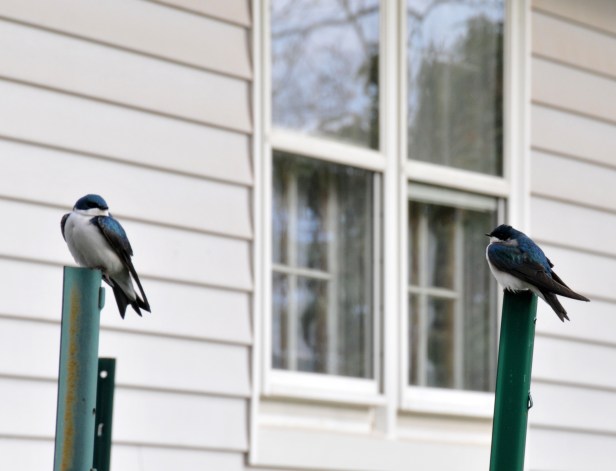 A couple resting in front of their nest box