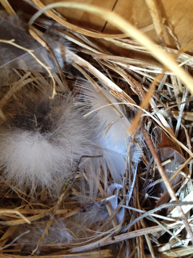 Swallow nest lined with white feathers and down