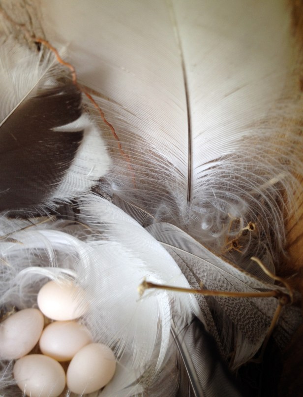 Five swallow eggs on feathers and down in the second nest