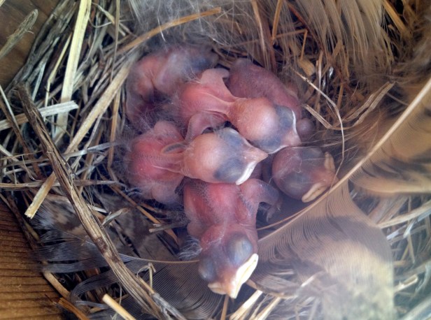 All five of the Swallow chicks look pretty cozy in the nest