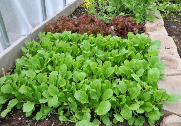 Plenty of Pac Choi and Red-leaf lettuce in there with flowering Broccoli Raab in the background