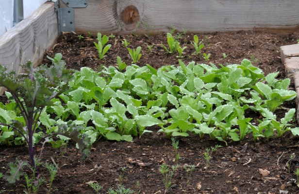 French Breakfast and Cherry Belle Radish with Kale and self-sown Dills and Calendula