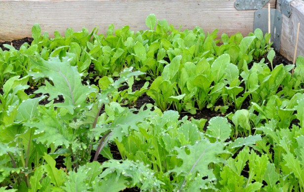 A lot of Mizuna, Arugula and some Kale