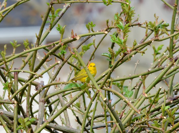 Male Yellow Warbler looking for insects in rose bush