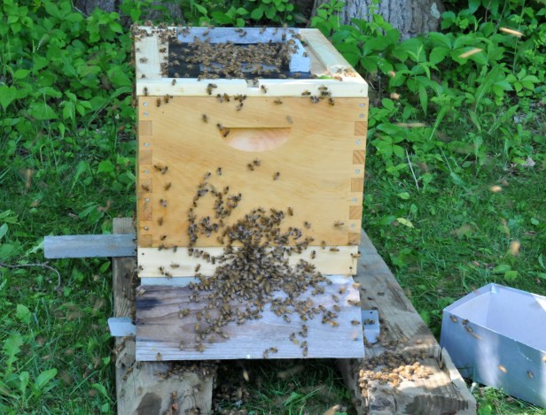 With a screen on top, the wandering bees can smell the queen and try to get in.  As soon as I opened the bottom entrance, they just poured in.