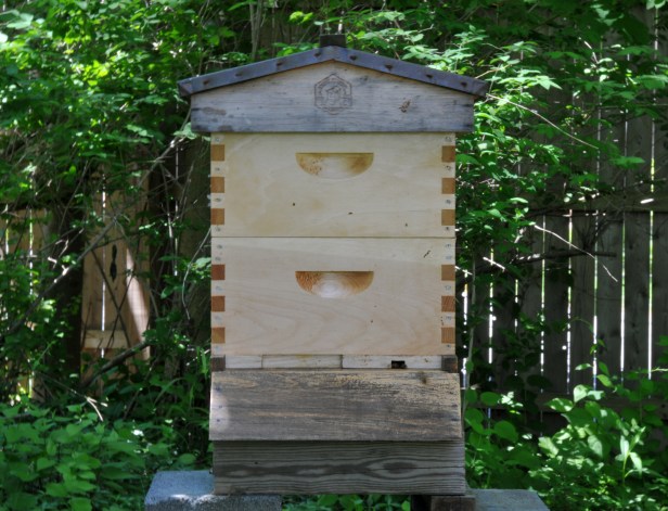 The third hive now, with the newspaper, shim and top feeder out.  They get along well and are busy foraging.