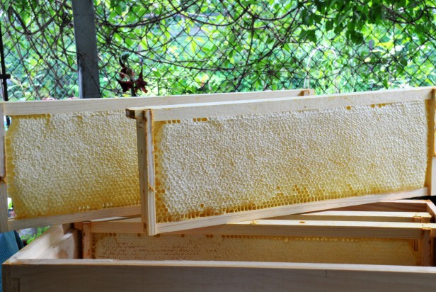 Four frames of capped honeycombs from the swarmed hive (#2).  I should have removed some honey from hive #1 as well but after four stings, ..think I'd rather wait. 