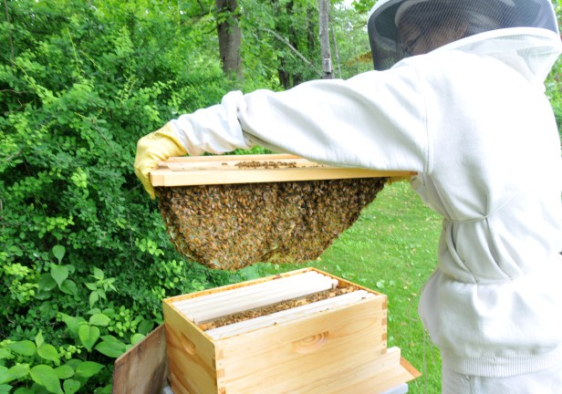 Hive 4, from the second swarm on June 3, has built comb under the inner cover with some honey and pollen.  I felt so guilty having to scrape them off.