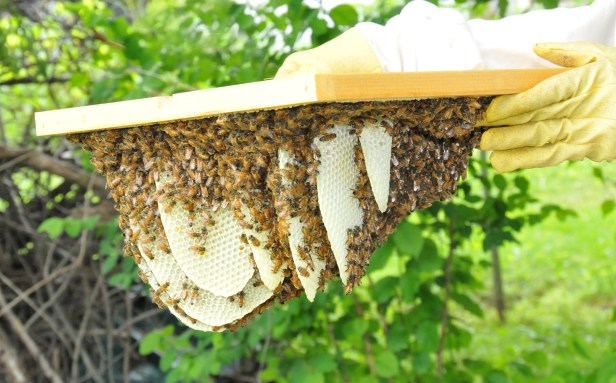 Hive 5, from a swarm on June 7, has also built up comb but with less nectar and pollen. I couldn't believe how fast they can build. This is only three days work for them.