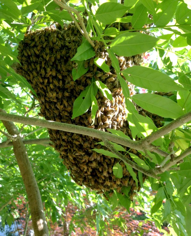 The third swarm from the first hive balled up on the lower branches of Wisteria
