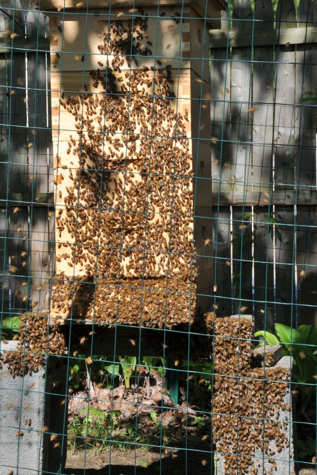 The first swarm, while some were flying around, the majority of them gathered in front and under the hive