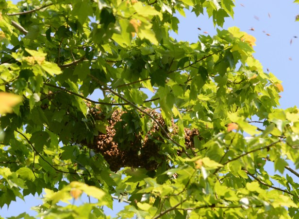 This is a rehearsal swarm in the morning, 20 feet up on a maple tree. They got back to the hive before the actual swarm to a lower rosebush in the afternoon