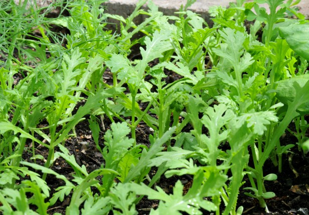 One of the two varieties of edible Chrysanthemum I'm growing for the first time this year