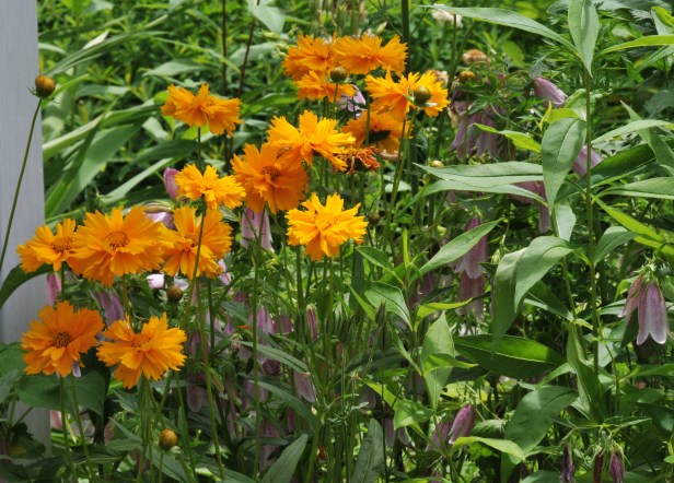 Coreopsis and Campanula