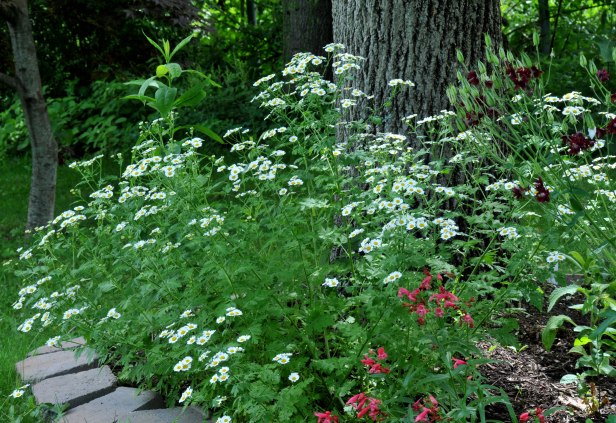 Feverfew, Agastache and Columbine