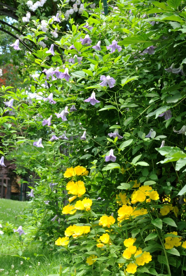 Clematis 'Betty Corning' and Buttercup