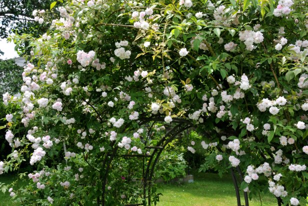 Paul's Himalayan Musk rose has never failed to bloom profusely