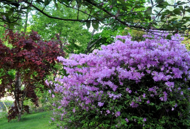 Azalea in early spring