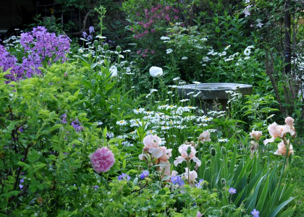 Iris, Daisy, Geranium, Oriental poppy 'Royal Wedding' and Rosa Rugosa 'Ms Doreen Pike' with a granite birdbath in the background