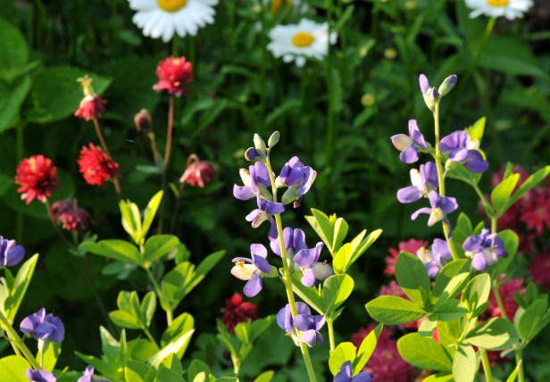 False Indigo, Columbine and Daisy