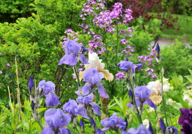 Iris and wild phlox