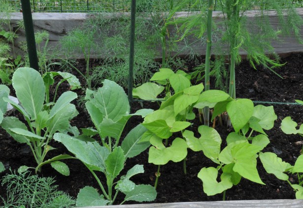Chinese broccoli, Cranberry bean, dill and Asparagus which I no longer cut so they can cultivate nutrients for next year.