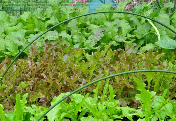 Mustard green (Dragon Tongue), Red-leaf lettuce and Oak-leaf lettuce with hoops placed in interval so I can put a net on to block them from the hot sun
