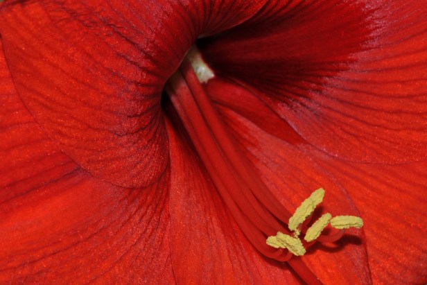 Amaryllis