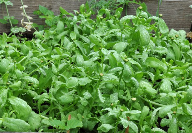 Oval-leaf Edible Chrysanthemum