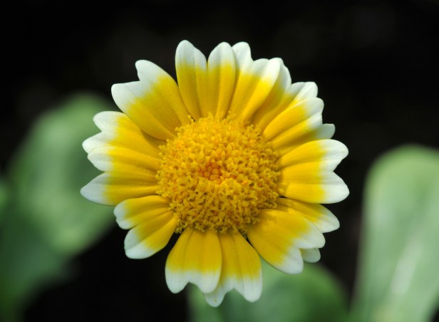 Flower up close, looks like a miniature sunflower
