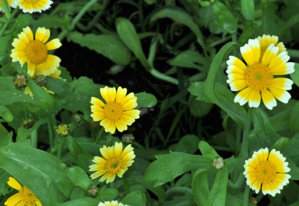 Flowers for seeds next year