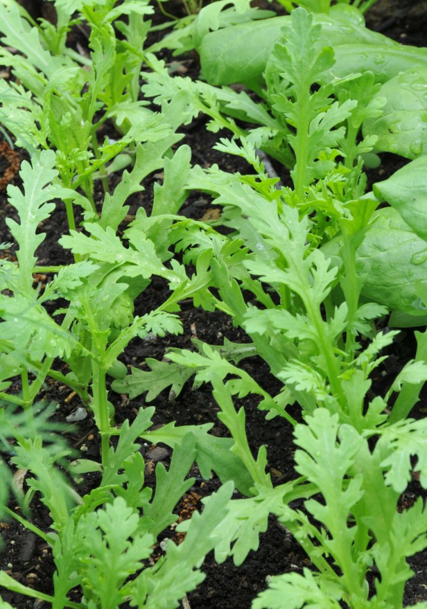 Rows of serrated-leaf Edible Chrysanthemum