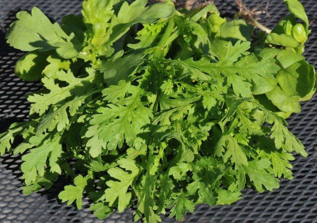 Chrysanthemum leaves 