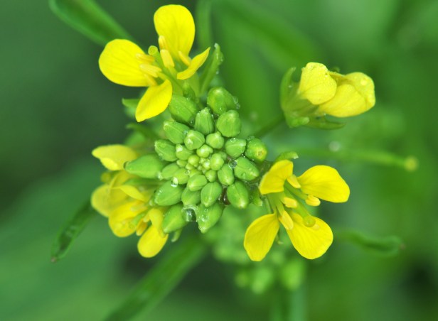 Mustard green